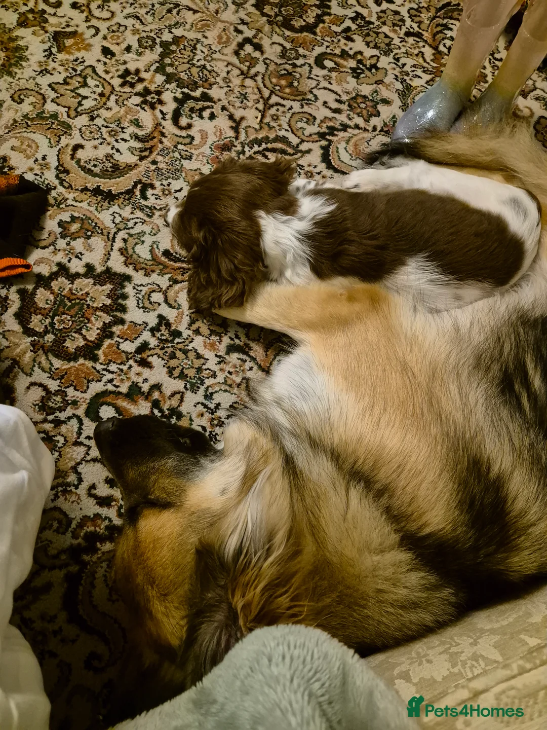 Sprocker dogs for sale: Sprocker Spaniel male pup - Advert 5