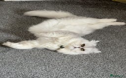 Persian cats for sale: Beautiful White Persian Cat - Image 3