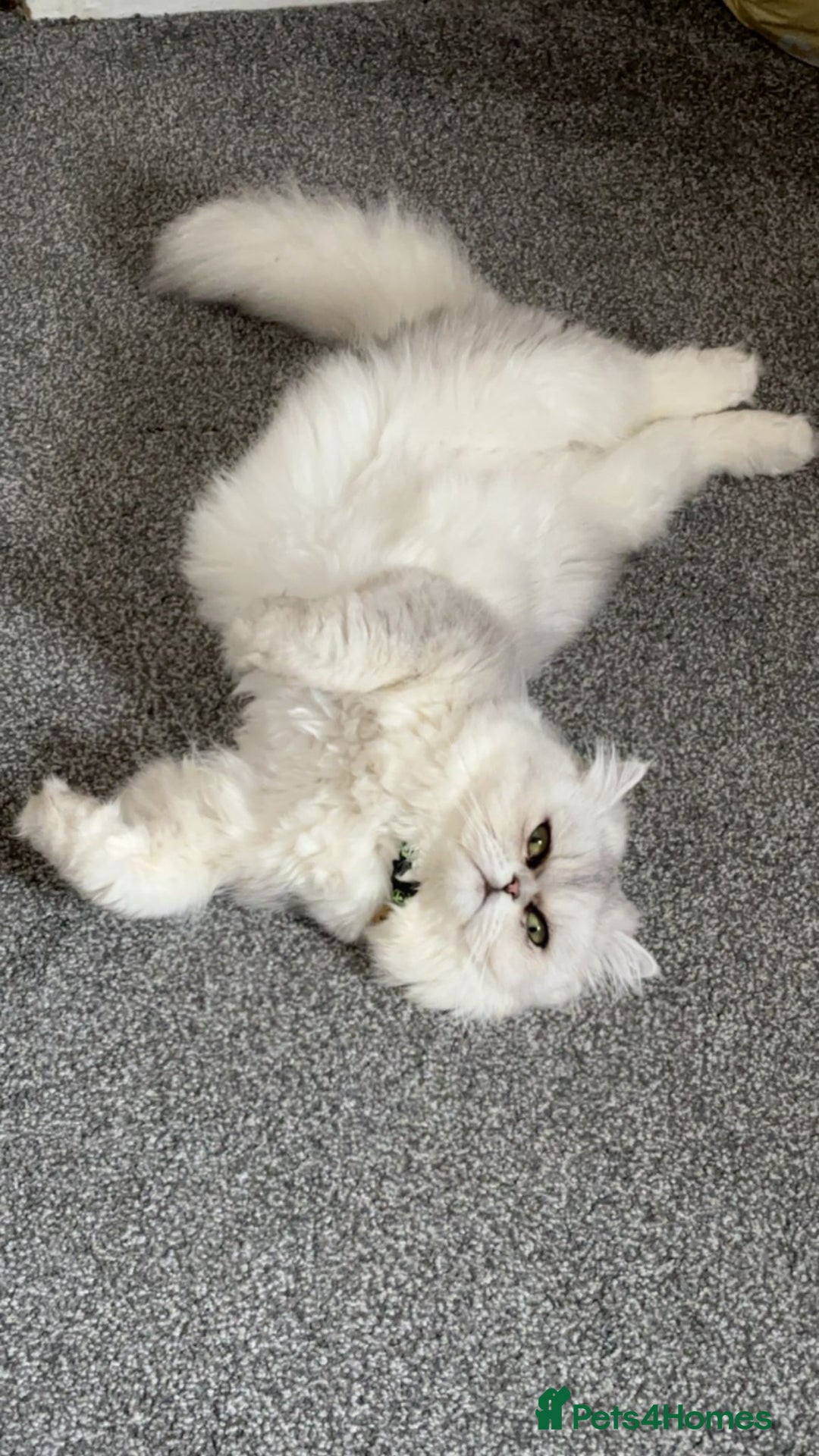 Persian cats for sale: Beautiful White Persian Cat - Image 3