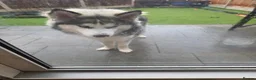 Alaskan Malamute dogs for sale: Alaskan malamute x husky  - Advert 3