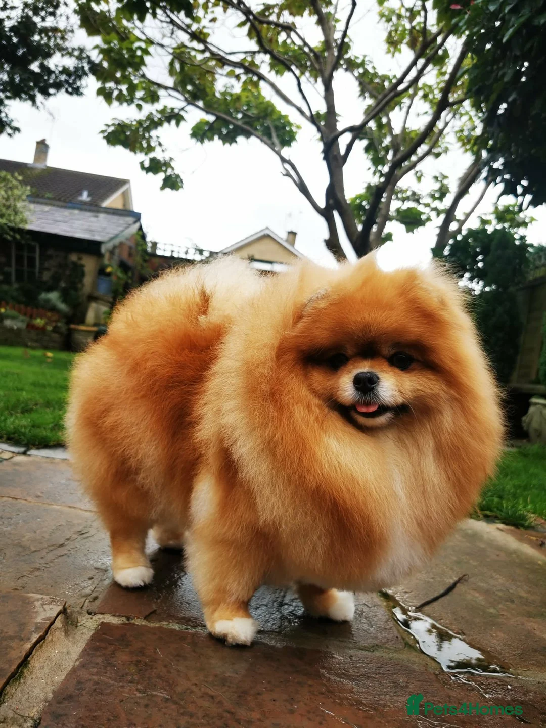 Pomeranian dogs for sale: Quality Pomeranian Puppies Chunky Teddy Bear Type - Advert 2
