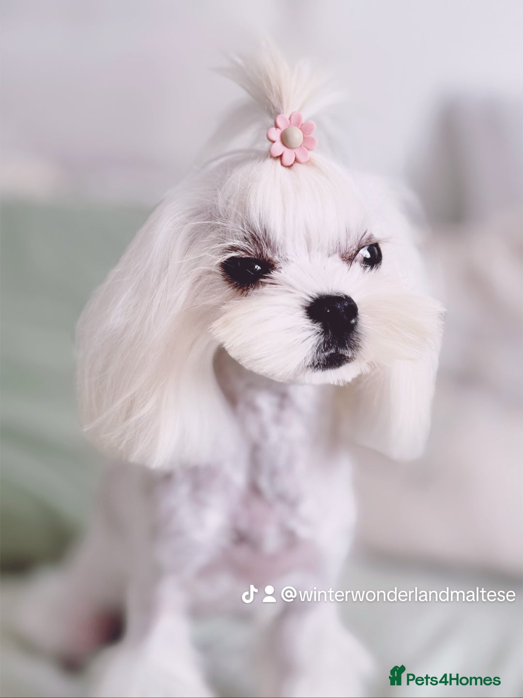 Maltese dogs for sale: 💫Beautiful Adult Korean Maltese Girl💫 - Advert 2