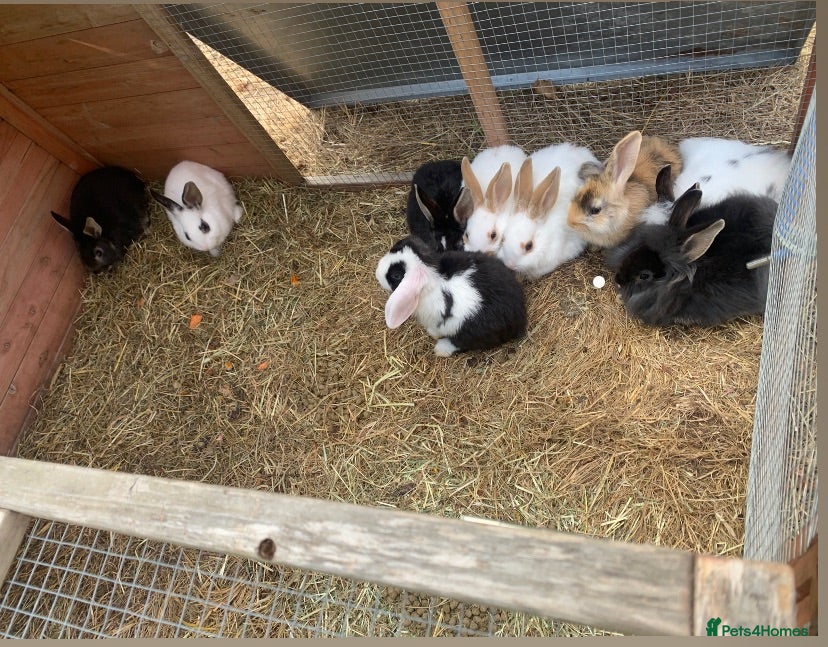 Mixed Breed rabbits  Mini lion lops  - Advert 19