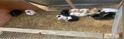 Mixed Breed rabbits for sale:  Mini lion lops  - Advert 1