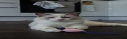 Ragdoll cats for sale: Beautiful Ragdoll male - Advert 1