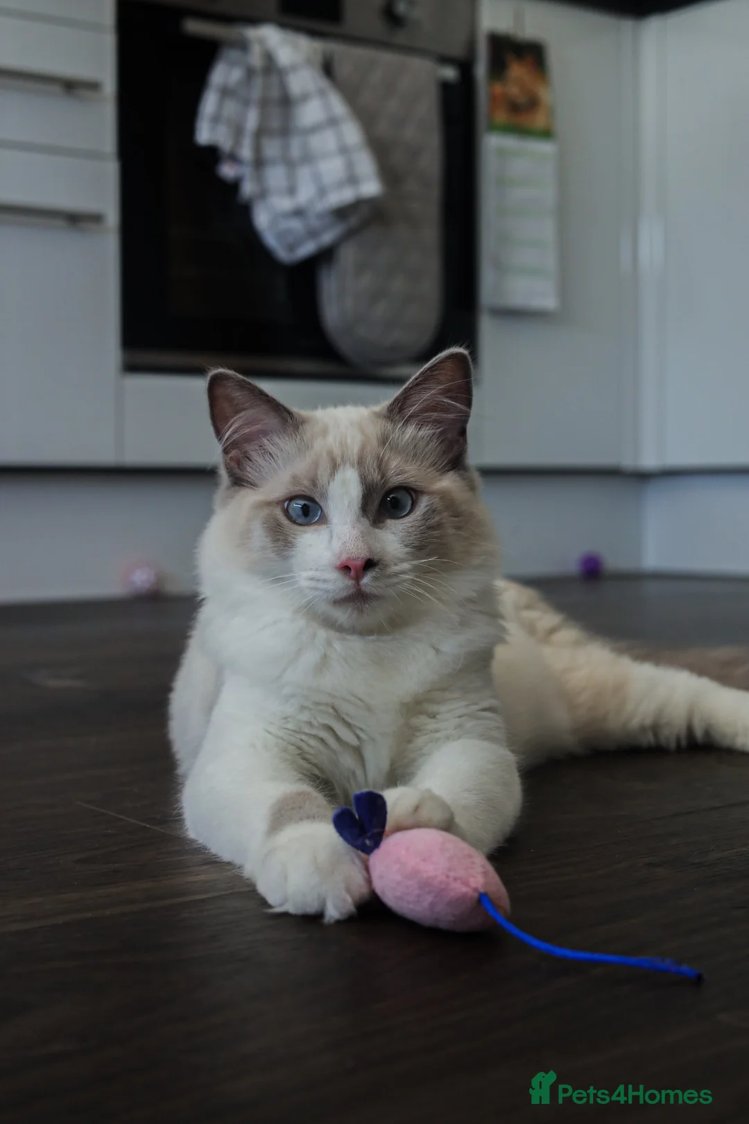 Ragdoll cats for sale: Beautiful Ragdoll male - Advert 1