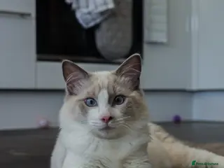 Ragdoll cats Beautiful Ragdoll male - Advert 1
