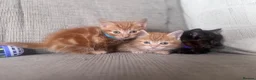 Domestic Shorthair cats for sale: Beautiful kittens  - Advert 8