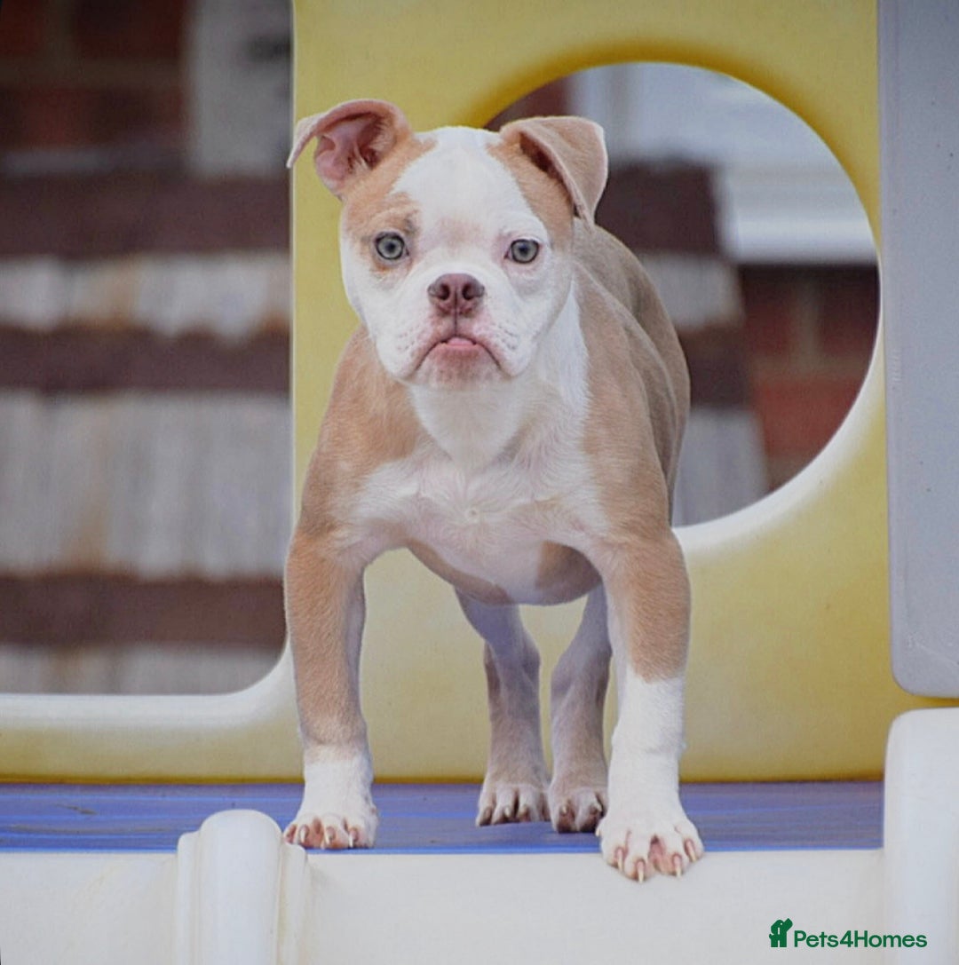 English Bulldog dogs for sale: 23 years experienced 5⭐️Rated Licensed,  - Advert 6