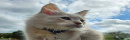 Maine Coon cats for sale: THIS LITTER ALL SOLD😸😸😸NEXT LTTER AUGUST 2026 - Advert 10