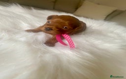 Maltipoo dogs for sale: 🌸Adorable Asian Maltipoo Puppy  - Image 3