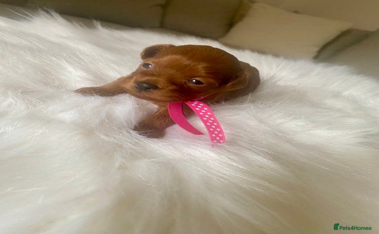 Maltipoo dogs - Advert 1