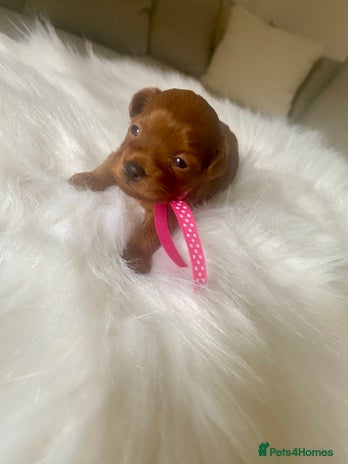 Maltipoo dogs - Advert 1