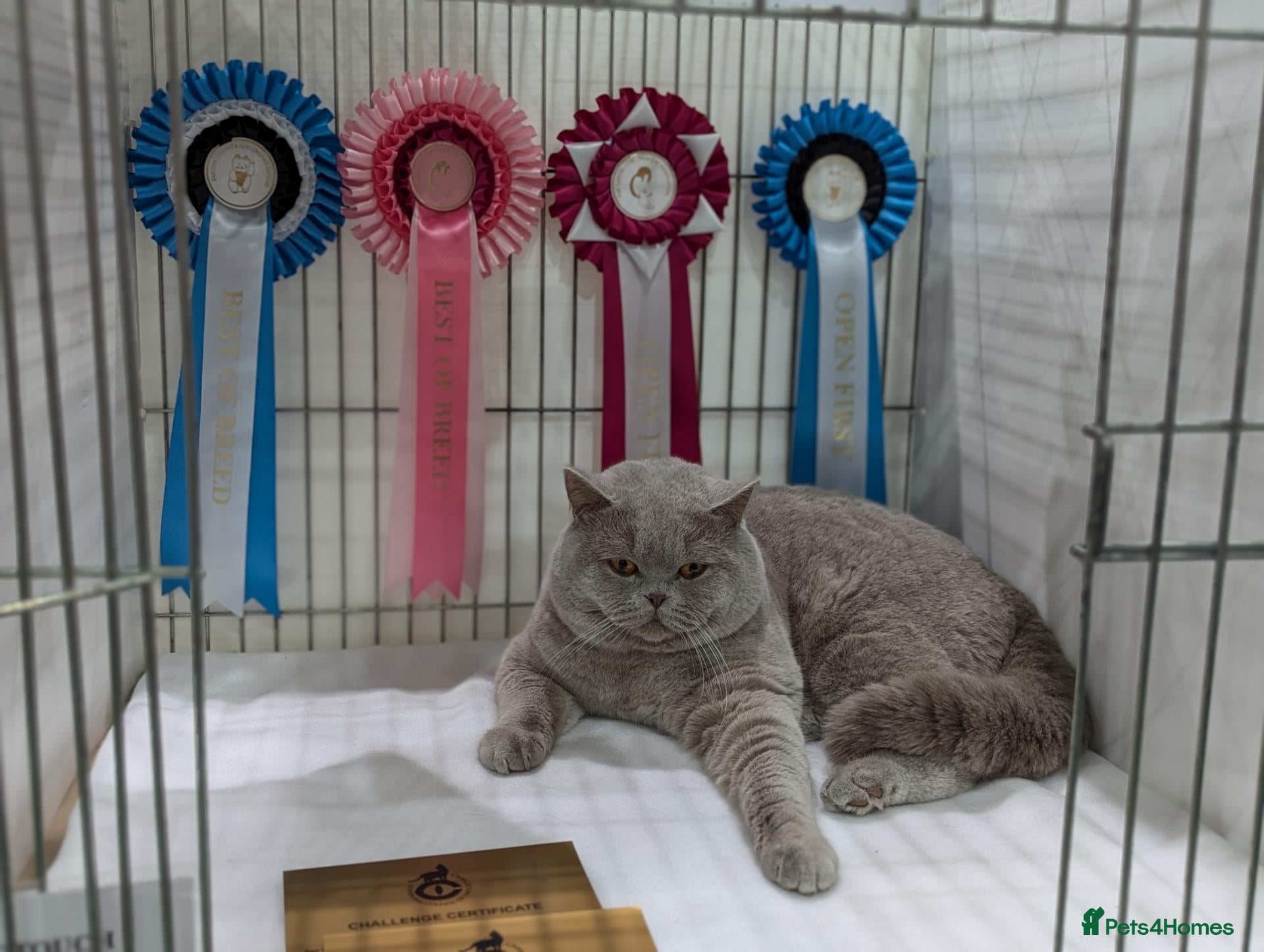 British Shorthair cats for sale: British Shorthair male  - Advert 12