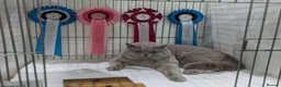 British Shorthair cats for sale: British Shorthair 3yr old. male  - Advert 1