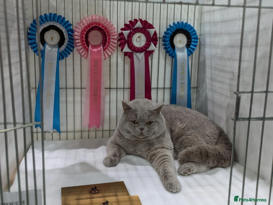 British Shorthair cats for sale: British Shorthair 3yr old. male  - Advert 1