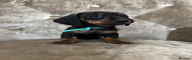 Miniature Dachshund 5