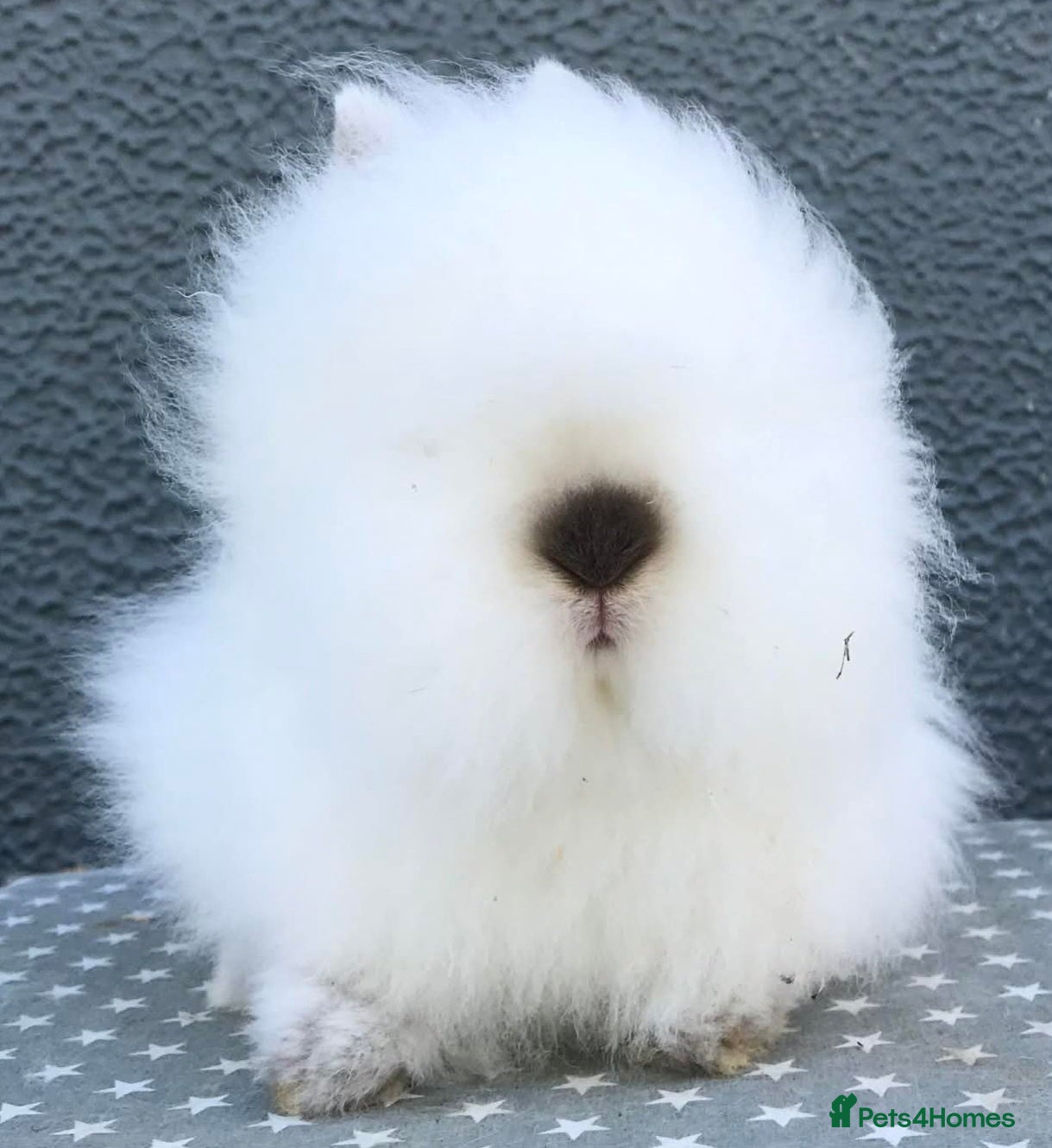 Lionhead rabbits Gorgeous Purebred Lionheads available  - Advert 4