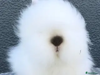 Lionhead rabbits Gorgeous Purebred Lionheads available - Advert 4