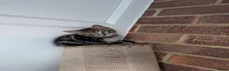 Mixed Breed cats for sale: Kittens available  in Herne Bay - Advert 5
