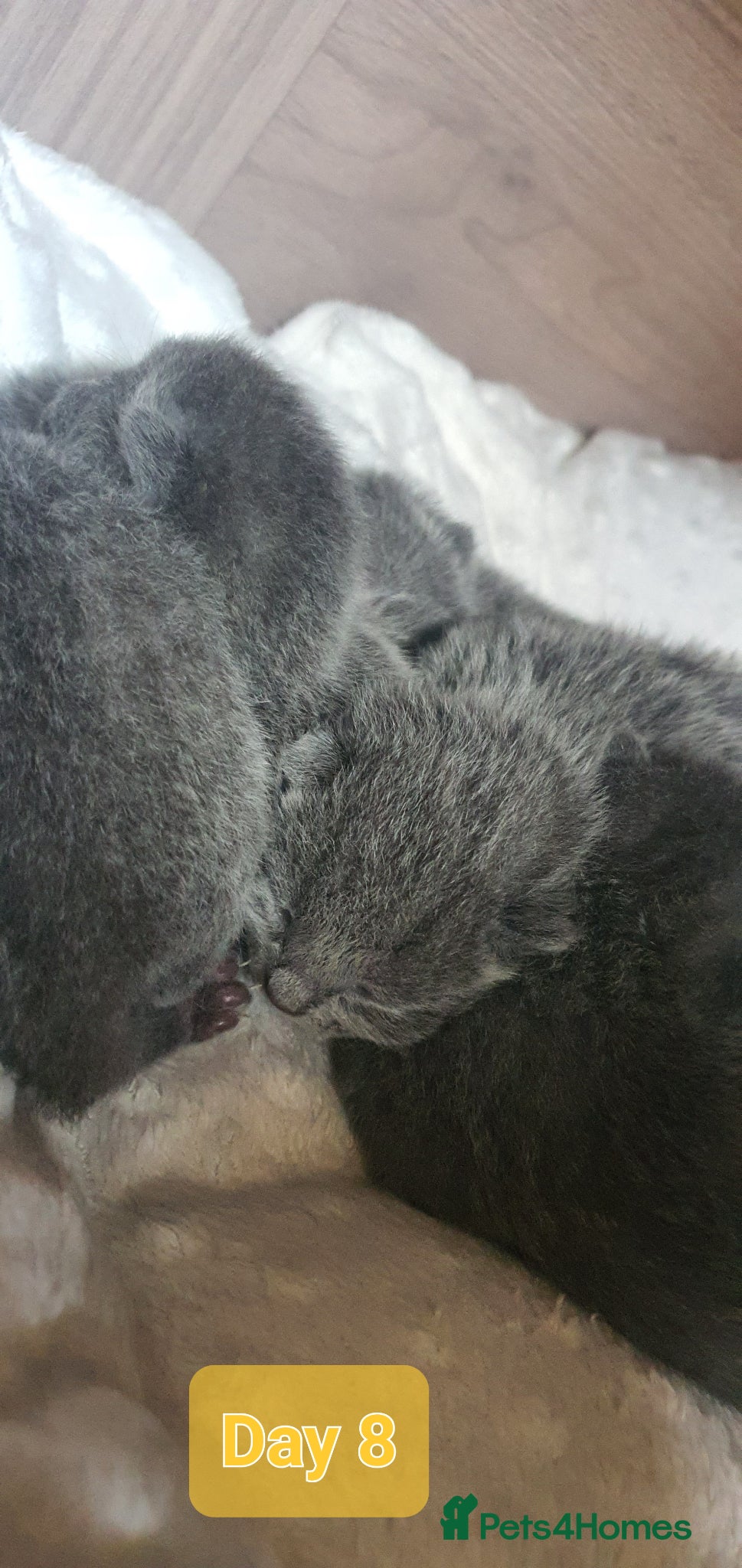 Russian Blue cats 🐾 Beautiful Russian Blue Kittens for Sale 🐾 - Advert 2