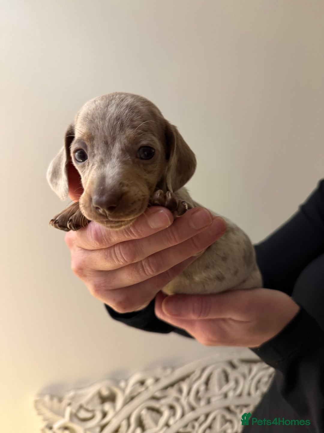 Dachshund dogs for sale: Standard Dachshund Puppies  - Advert 5