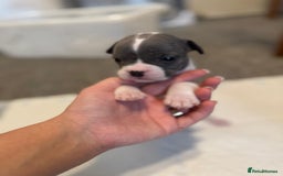 Mixed Breed dogs for sale: French bulldog x American staff - Image 24