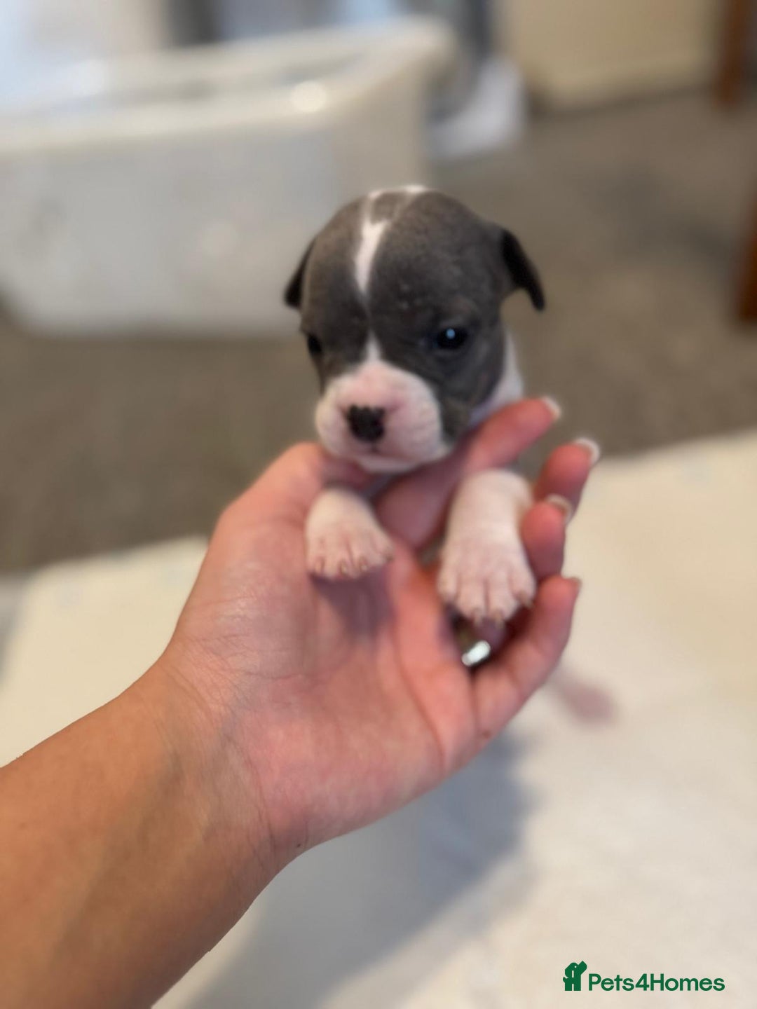 Mixed Breed dogs for sale: French bulldog x American staff - Image 24