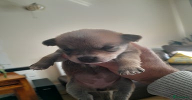 Pomchi dogs - Advert 4