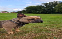 French Bulldog dogs for sale: Kenny - Image 4
