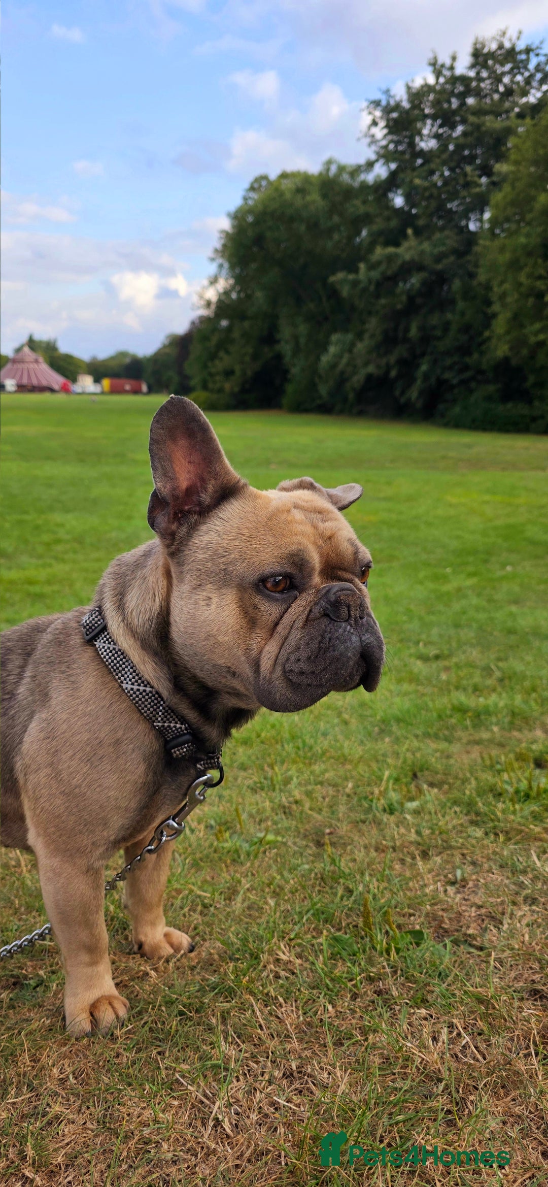 French Bulldog dogs for sale: Kenny - Image 4