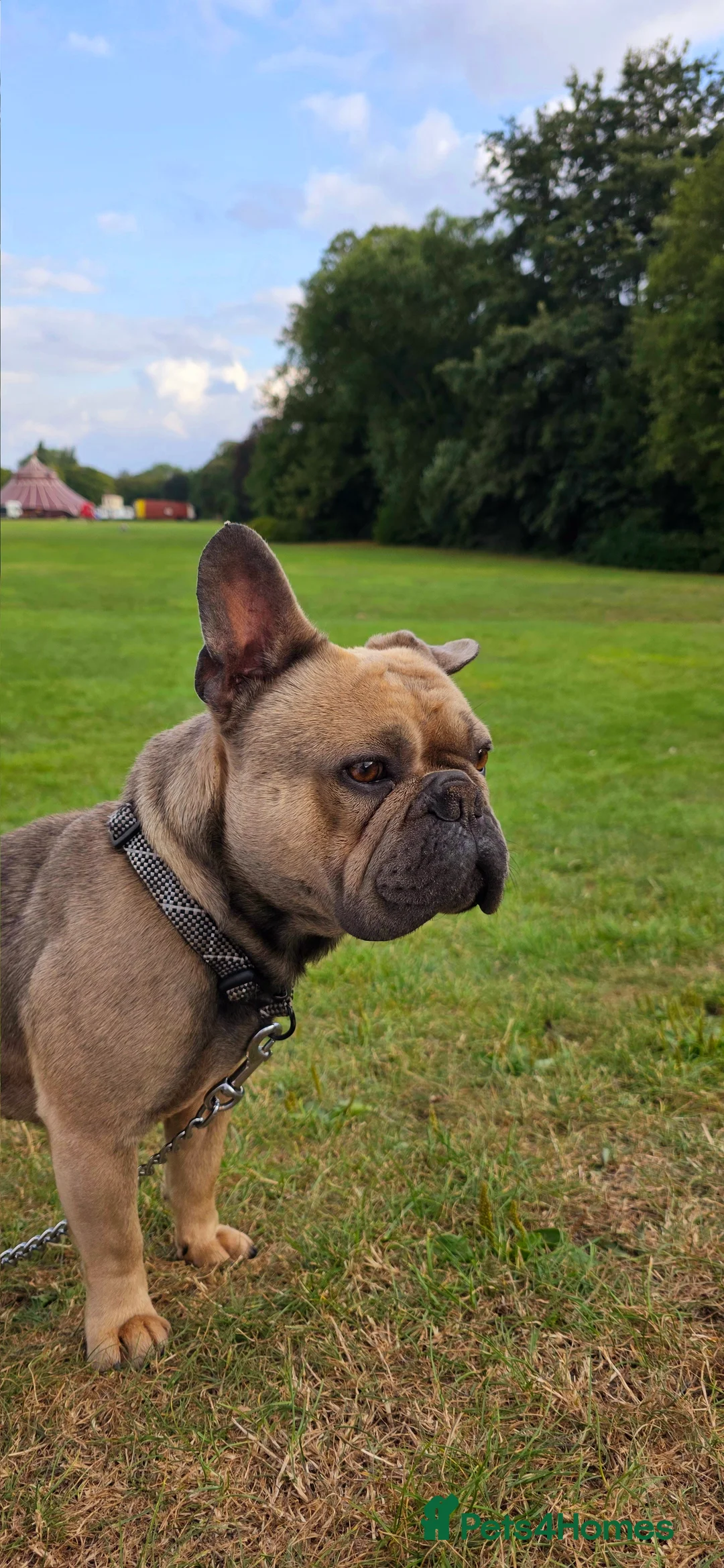 French Bulldog dogs for sale: Kenny - Advert 4