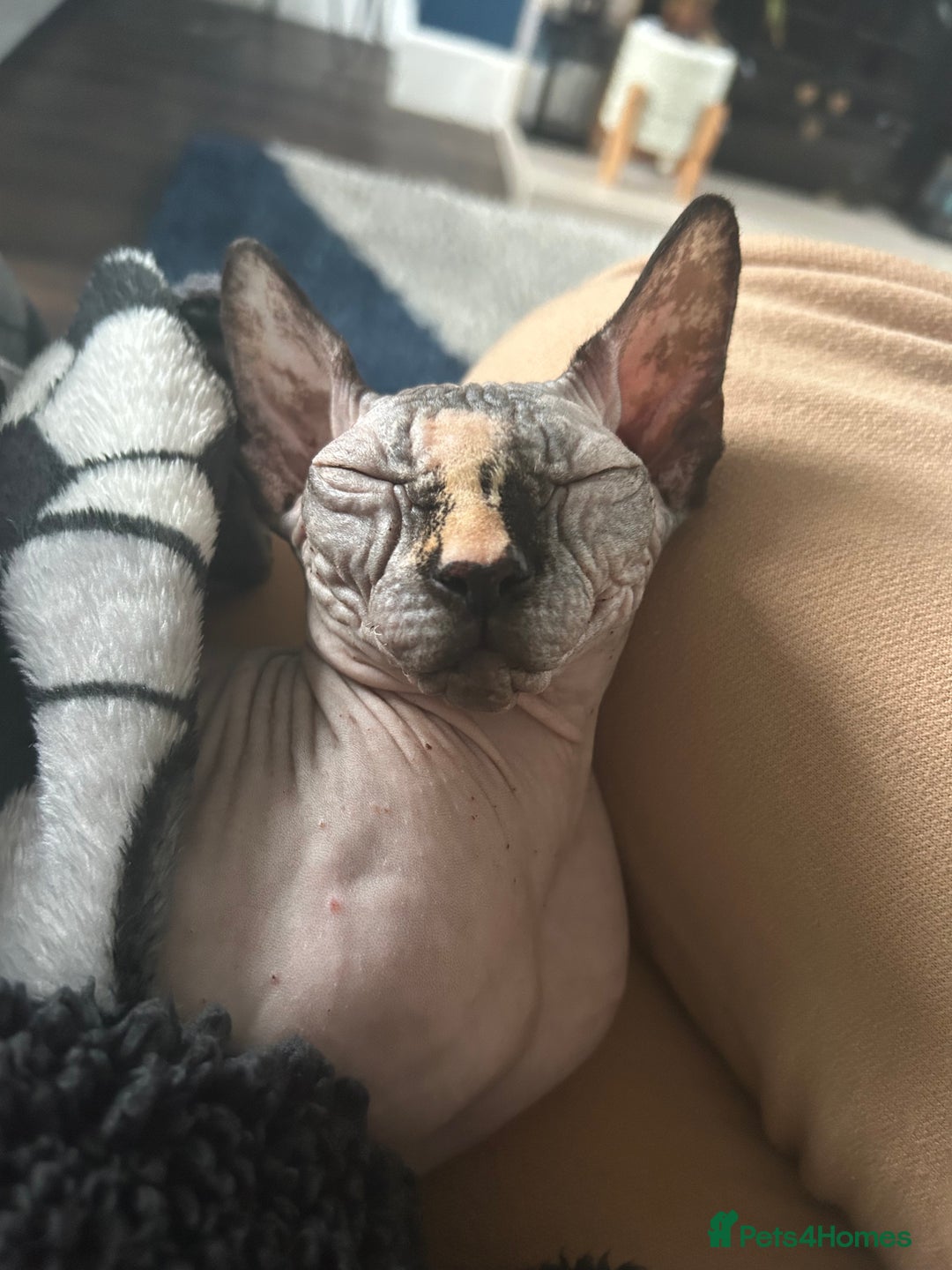 Sphynx cats for sale: Three sphynx kittens  - Image 4
