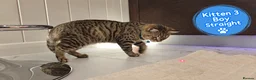 Scottish Fold cats for sale: 🐾 Beautiful Scottish Fold & Scottish Straight🐾 - Advert 31