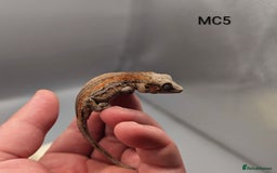 Gecko reptiles for sale: Orange & Red Stripe Gargoyle Gecko  - Image 6