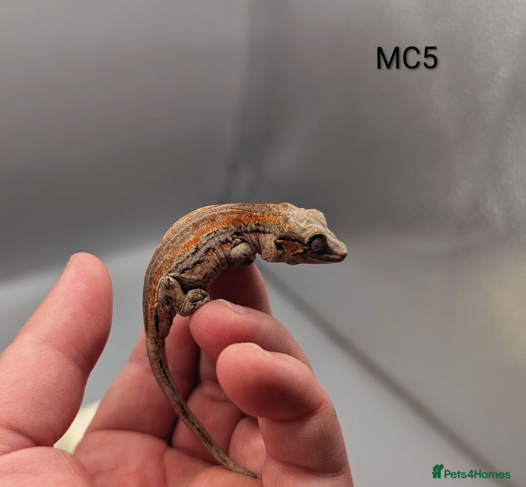 Gecko reptiles for sale: Orange & Red Stripe Gargoyle Gecko  - Image 6