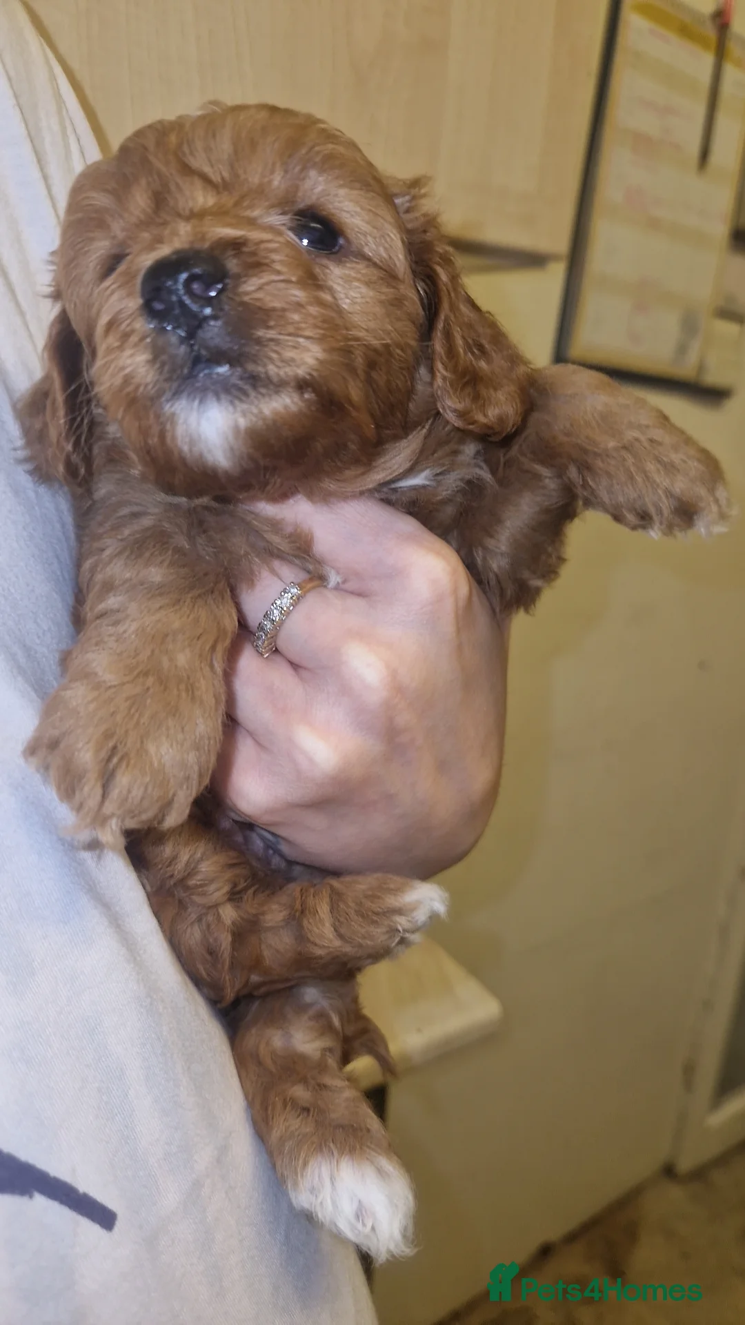 Cockapoo dogs for sale: Toy cockerpoos  - Advert 12