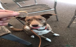 Mixed Breed dogs for adoption: Polly 9 yrs young  - Image 4