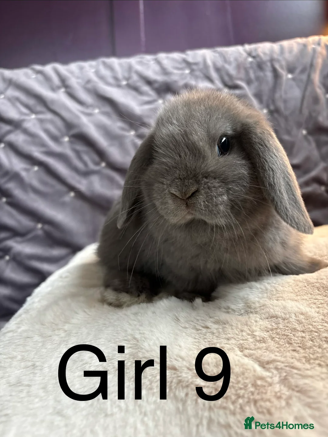 Mini Lop rabbits for sale: Stunning mini lops (vaccinated)  - Advert 1