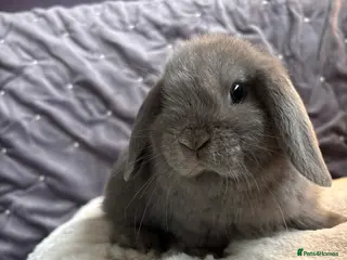 Mini Lop rabbits Stunning mini lops (vaccinated) - Advert 2