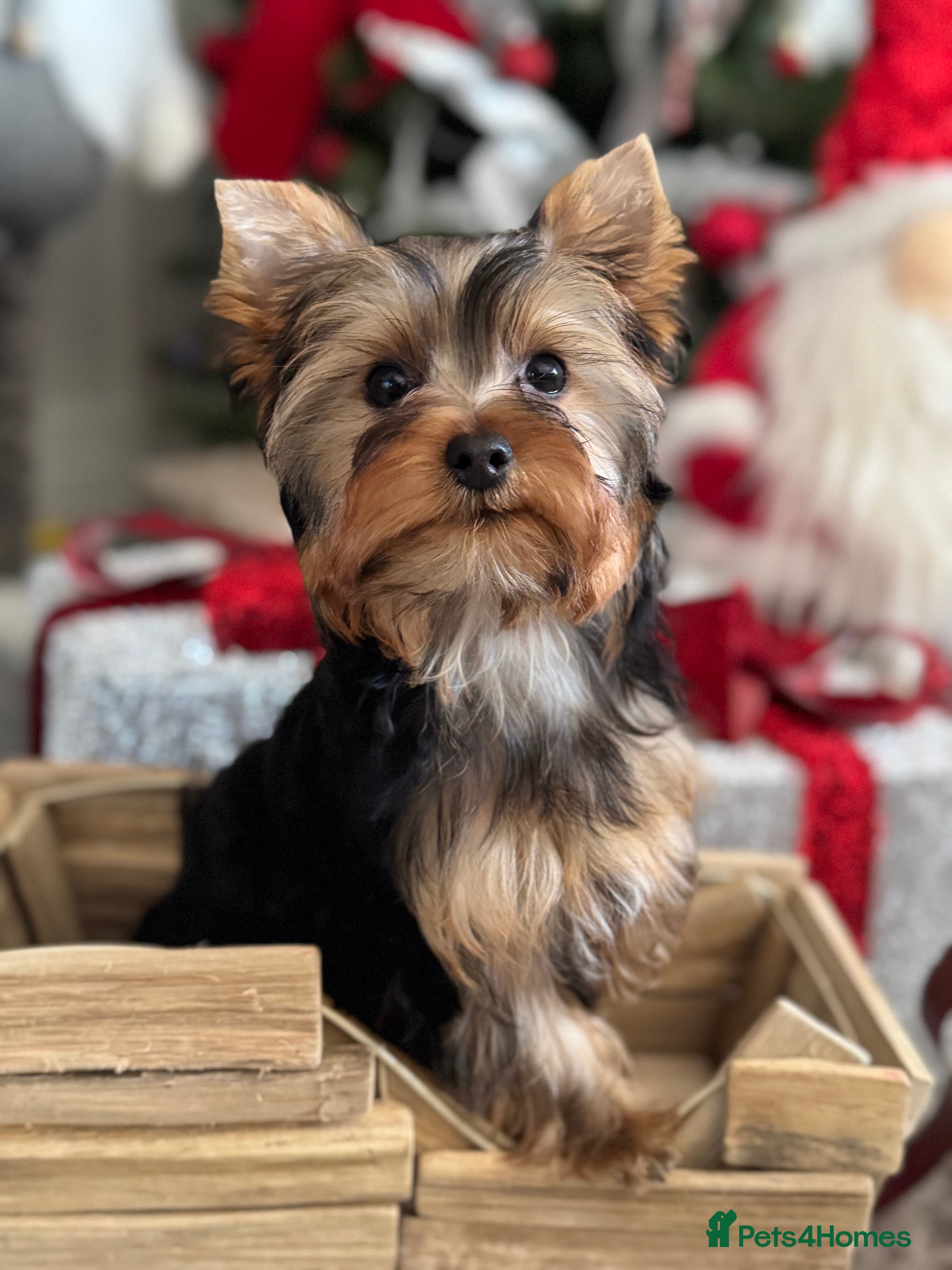Yorkshire Terrier dogs Beautiful Pedigree Yorkshire Terrier puppies. - Advert 1