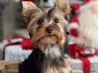 Yorkshire Terrier dogs Beautiful Pedigree Yorkshire Terrier puppies. - Advert 2