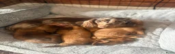 Miniature Dachshund dogs for sale: Miniature long-haired dapple dachshund  - Advert 7