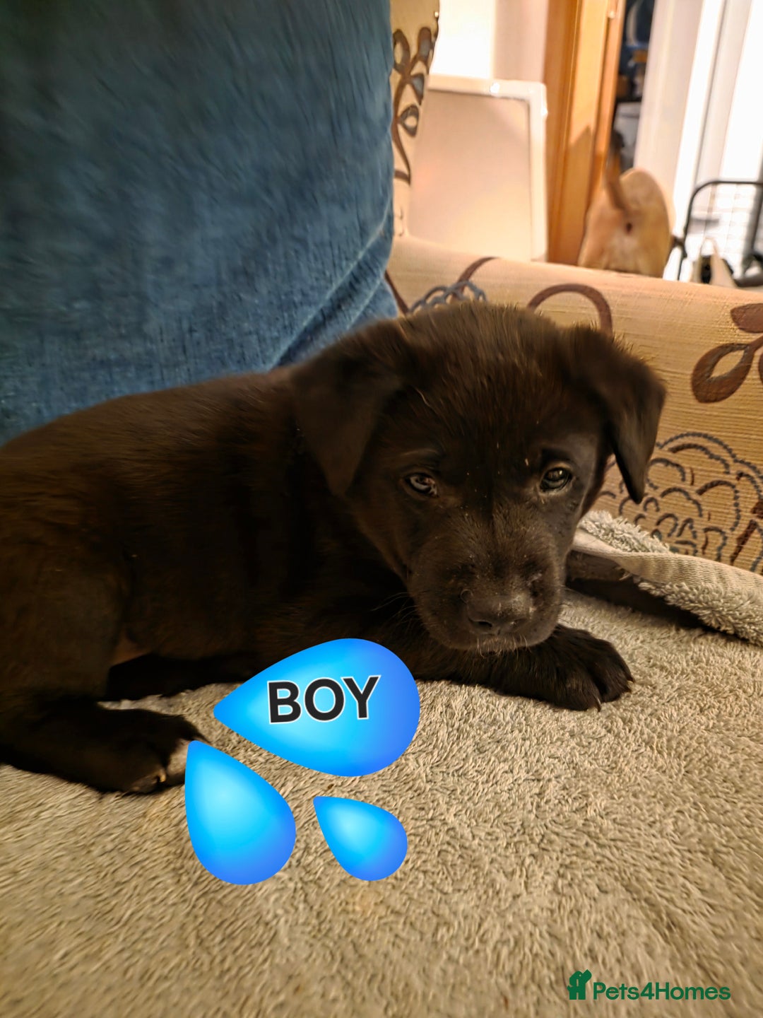 Mixed Breed dogs for sale: Gorgeous Labrakita (American Akita x Lab) Puppies - Advert 8