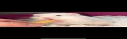 Hamster rodents for sale: Baby hamsters  - Advert 6