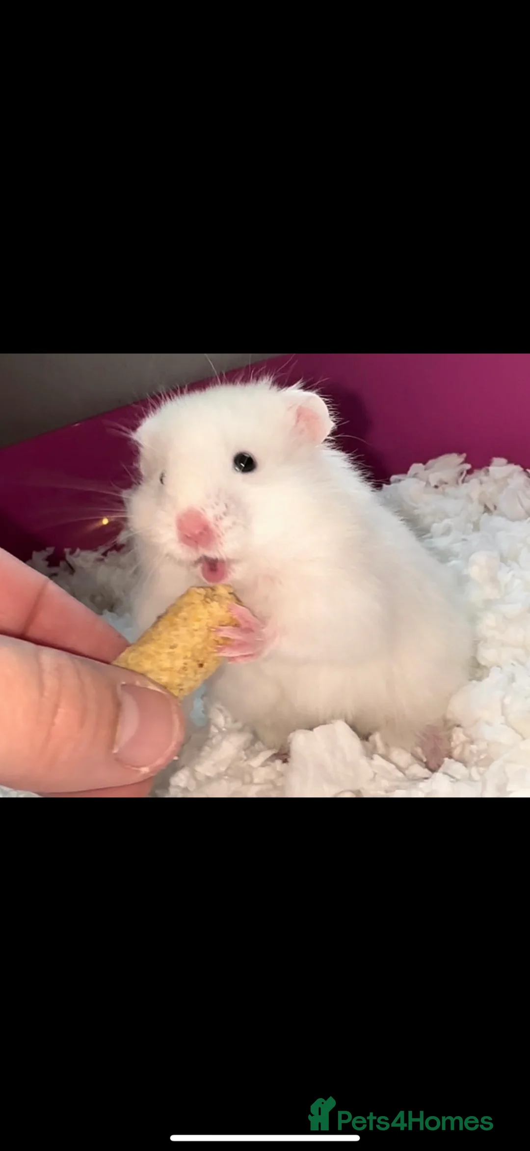 Hamster rodents for sale: Baby hamsters  - Advert 6
