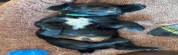 Sprocker dogs for sale: Spaniel puppies - Advert 9