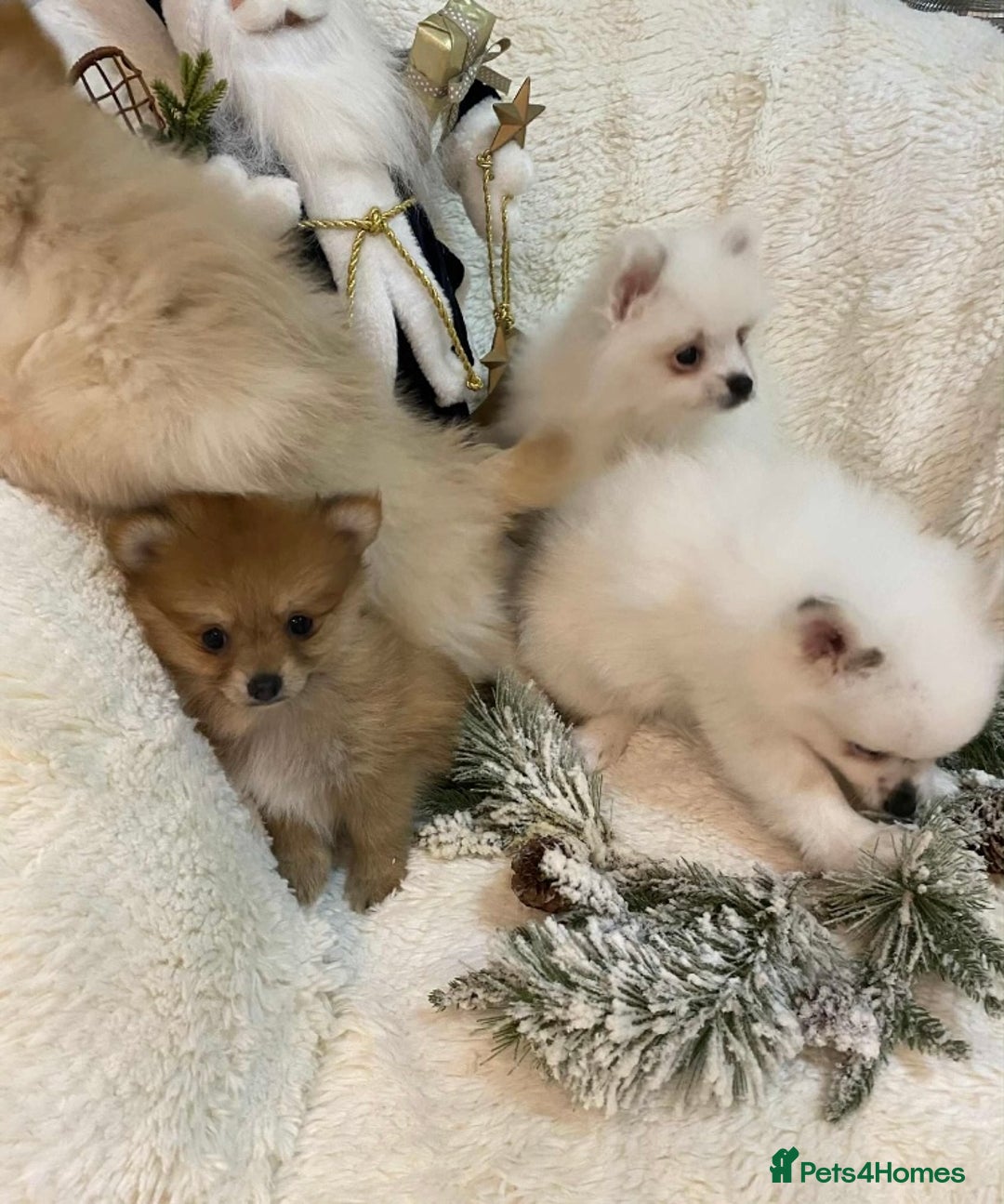 Pomeranian dogs for sale: Pomeranian puppies ready to go… - Advert 14