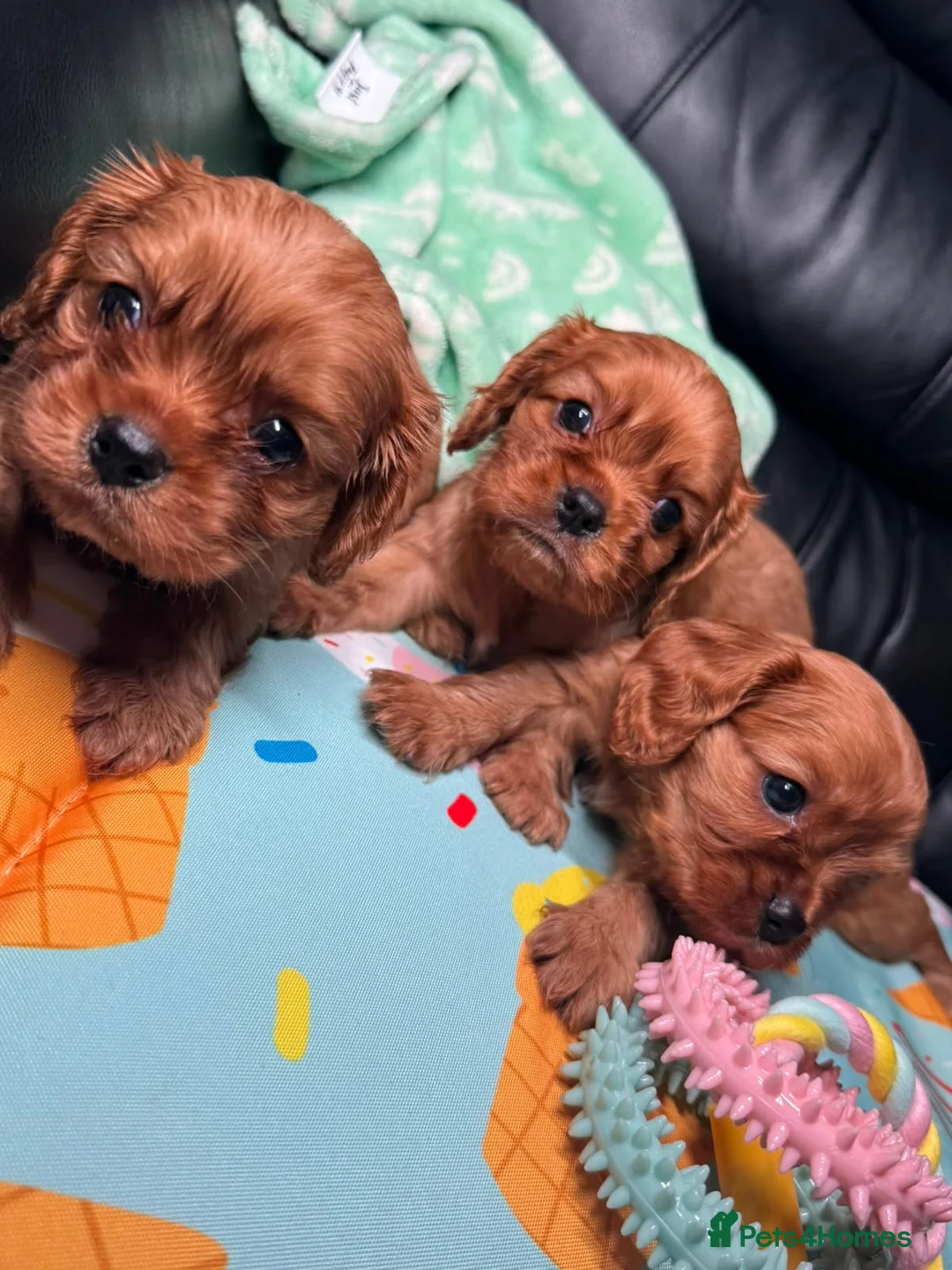 Cavalier King Charles Spaniel dogs for sale: Ruby KC King Charles Cavalier Health Tested  - Advert 1