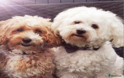 Maltese dogs for stud: Maltese Stud - Image 3